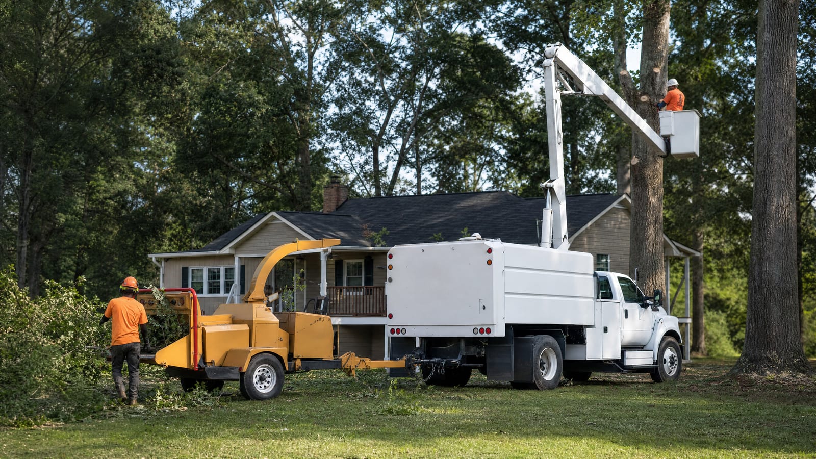 Tree Removal service near Perry