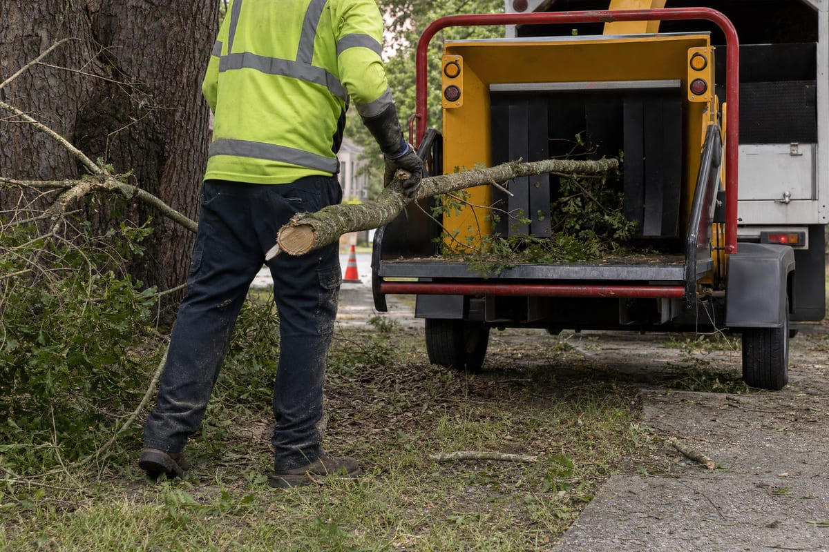 Tree Removal in Perry, GA